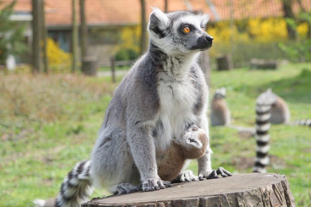Lemur z dzieciątkiem na pniu drzewa.