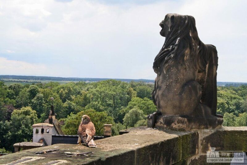 Widok z wieży zamkowej. Na pierwszym planie zniszczona rzeźba z piaskowca oraz sowa. W oddali dużo zieleni.