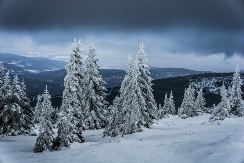 Widok na ośnieżone choinki, w tle góry, szaro-granatowe niebo.