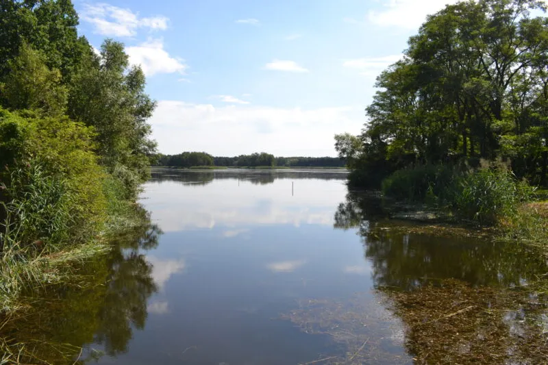 Spokojna tafla stawu w Dolinie Baryczy odbija błękitne niebo oraz drzewa porastające brzegi, a wodę otaczają gęste trzciny i zielone zarośla.