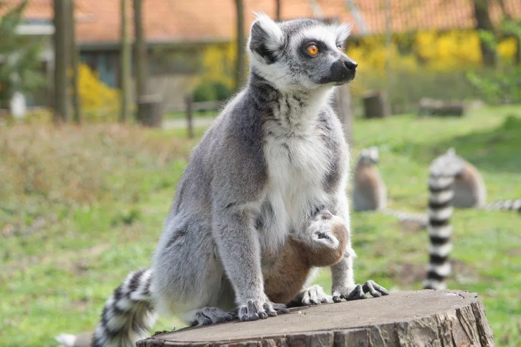 Lemur z dzieciątkiem na 