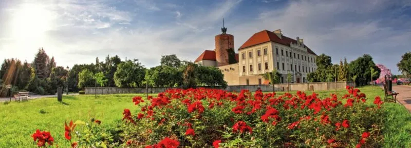 Na pierwszym planie czerwone kwiaty, w tle zamek w Głogowie.