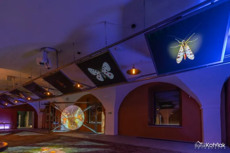 The night exhibition of the Nature and Education Center in Sobieszów displays luminous insects on screens and the walls of the historic courtyard in blue light.