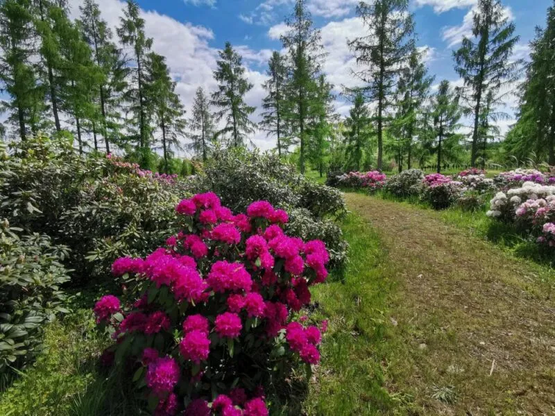 Ścieżka pomiędzy bujnymi kwiatami w Arboretum