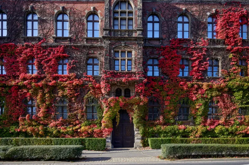Fasadę Muzeum Narodowego we Wrocławiu pokrywa intensywnie czerwony jesienny bluszcz, kontrastujący z kamiennymi oknami i regularnym ogrodem.