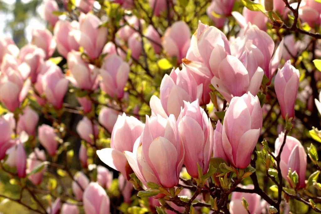 Kwiaty magnolii.